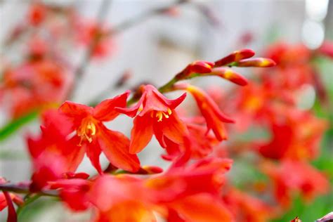 Crocosmia Plant Care And Growing Guide | Plantly