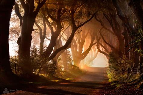 Perfect Morning - Dark Hedges | Veerle's Blog 4.0