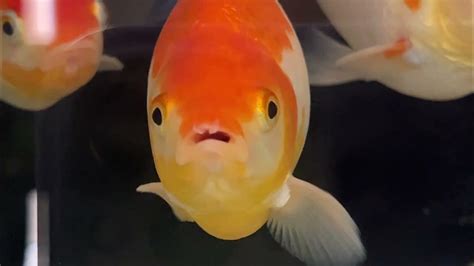 Common Goldfish Mouth Sore or Fungus - YouTube