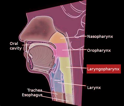 Anatomy, Head and Neck, Laryngopharynx Article