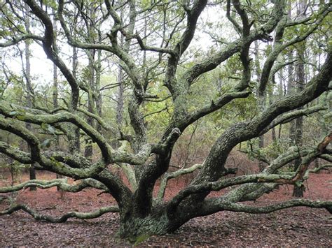 Judy Jacob's tree | Compost | Pinterest