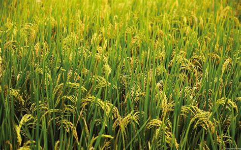 green grass is growing in the field with lots of tall stalks on top of it