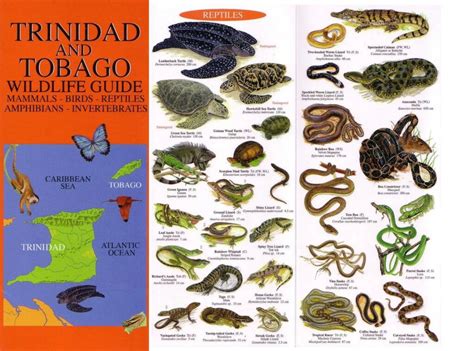 Trinidad and Tobago Wildlife Guide - The Trinidad & Tobago Field Naturalists' Club