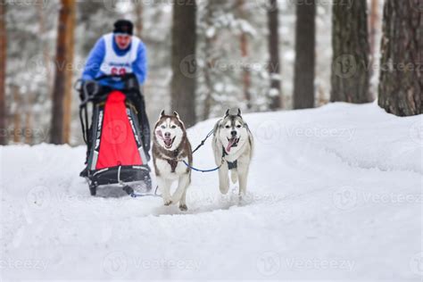 Siberian husky sled dog racing 21741632 Stock Photo at Vecteezy