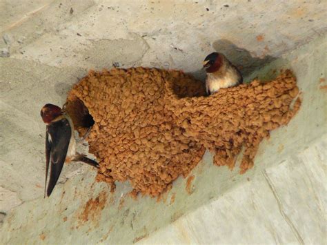 How To Prevent Swallows From Building Nest On Your Porch | Barn swallows, Bird nest, Birds