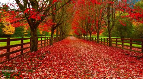 Best Fall Colors in Seattle - 5 Amazing Fall Photography spots