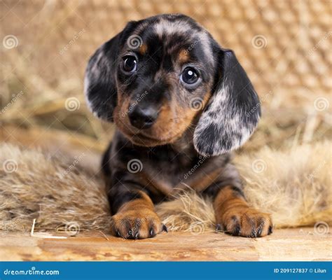 Dachshund Puppy Black Tan Merle Color Sitting in the Hay at the Farm ...