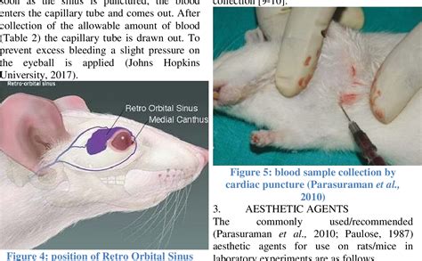 Figure 5 from Different blood collection methods from rats: A review ...