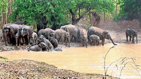 GPS fitted vehicles | Odisha bamboo forest for elephants - Telegraph India