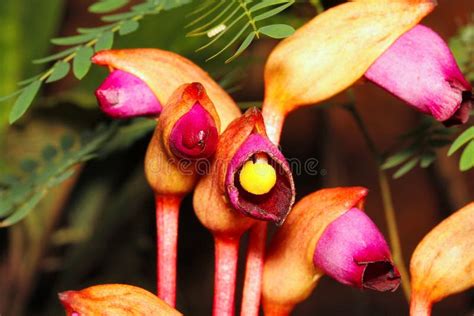 Forest Ghost Flower, Aarey Milk Colony Mumbai Stock Image - Image of ...