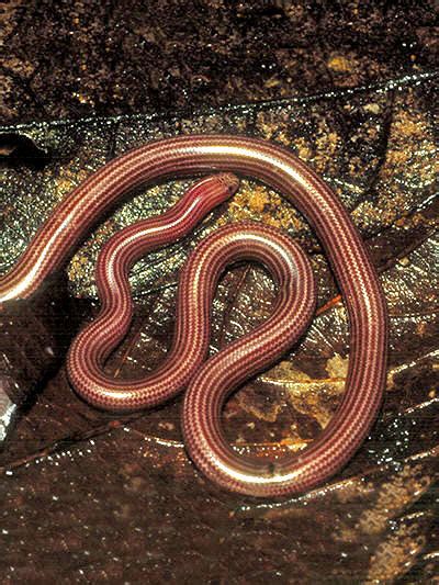 PNG Snakes : Blind Snake - Typhlops sp. / Ramphotyphlops sp.