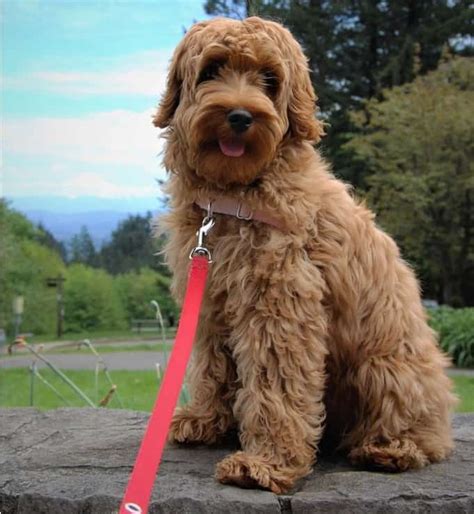 25 Best Dog Breeds For Kids And Families - Family Proof : Family Proof