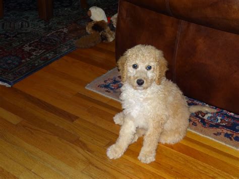 Curly, a Labradoodle with two speeds: on and off. | Labradoodle, Dog lovers, Dogs