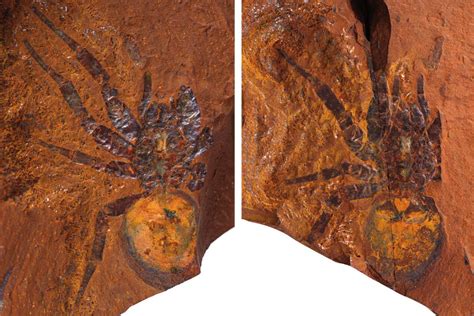 Exquisite Spider Fossils From Australia Offer Clues To Their Evolution