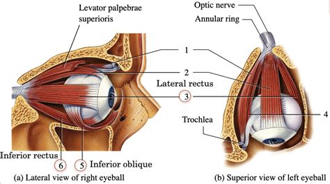 Extrinsic Eye Muscles Diagram | Quizlet