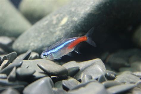 Neon Tetra care: the ultimate guide - Aquariumfreaks.com