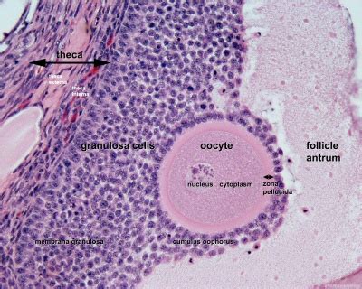 Granulosa cell - Embryology