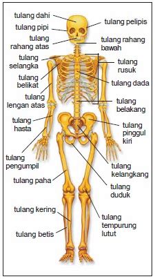 Gambar Sistem Rangka - Homecare24