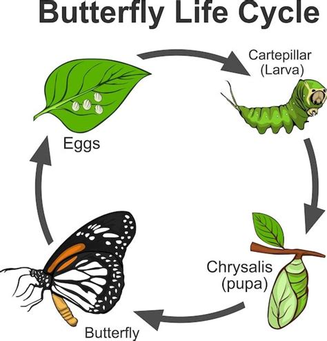 the life cycle of a butterfly is shown in this graphic above it's description