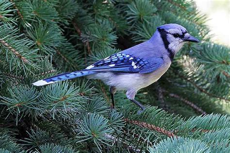 Frontenac News - Why so many Blue Jays this winter?