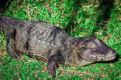 Yacare (Caiman) - Alligator Adventure