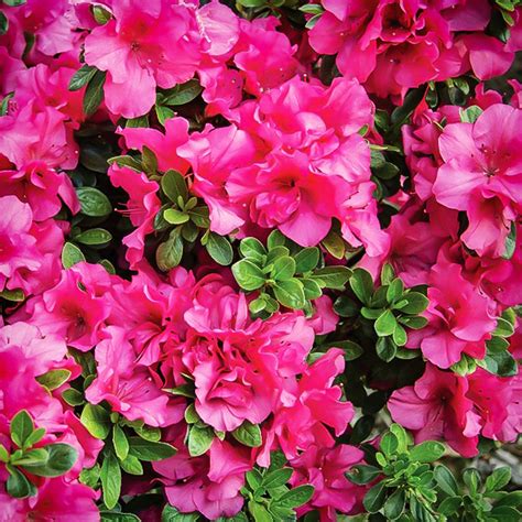 Hot Pink Bloom-A-Thon® Azaleas For Sale Online | The Tree Center