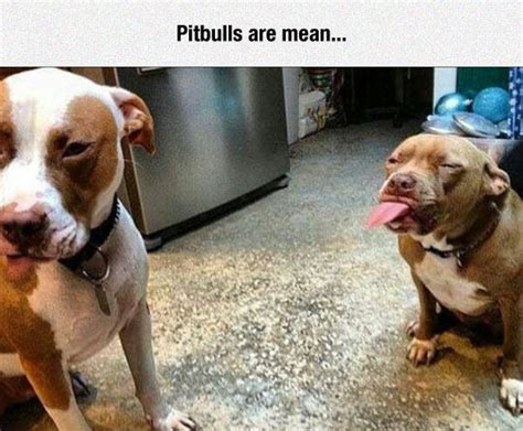 Pitbulls Are Mean | Dogs | Know Your Meme