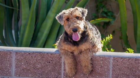 Airedale Terrier: Everything You Need To Know | MyPetCareJoy