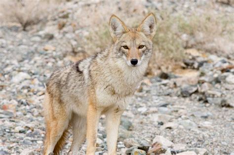 Coyote in the desert. stock photo. Image of carnivore - 12949242