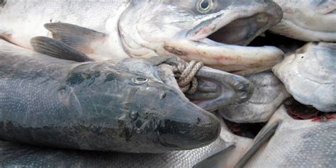 Alaska's secret wild salmon prices hurt everybody | IntraFish.com