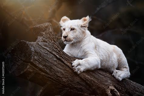 sleeping lion cub Stock Photo | Adobe Stock