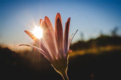 Sunlight shining between petals of a flower image - Free stock photo ...