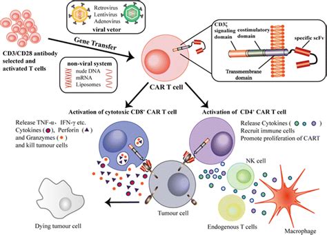 Car T Cell Mechanism