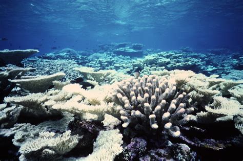 Underwater Photos of the Palmyra Atoll's Coral Reefs : Dr. James Maragos : Free Download, Borrow ...