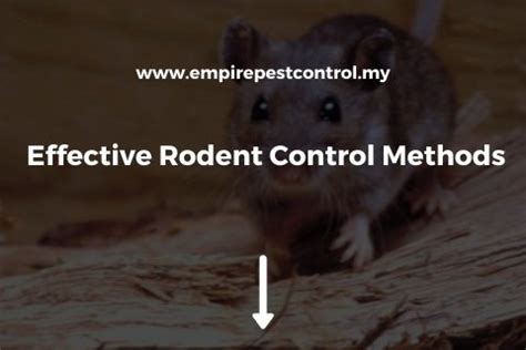 Effective Rodent Control Methods - Tips From Experts