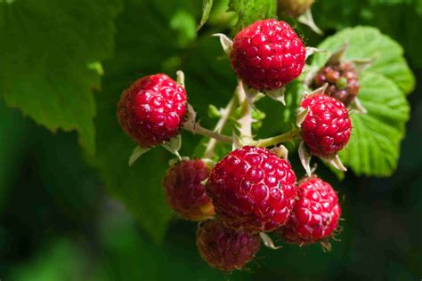 How To Grow Raspberries Indoors