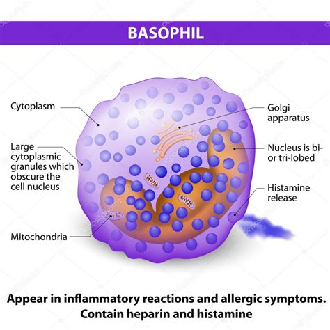 Basophil Characteristics and structure Stock Vector Image by ©edesignua ...