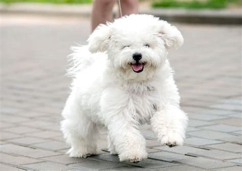 No son peluches, son perros y su aspecto te hará querer abrazarlos