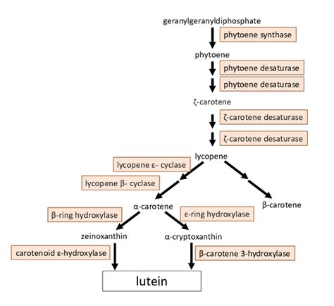 Lutein biosynthesis pathway (redrawn based on kyoto encyclopedia of... | Download Scientific Diagram