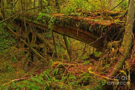 Pacific Rim Rainforest Bridge Photograph by Adam Jewell - Pixels