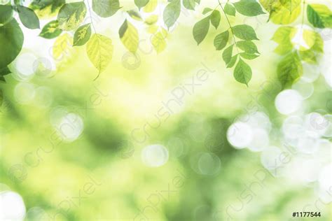 Natural green background with selective focus Green leaf on blurred - stock photo | Crushpixel