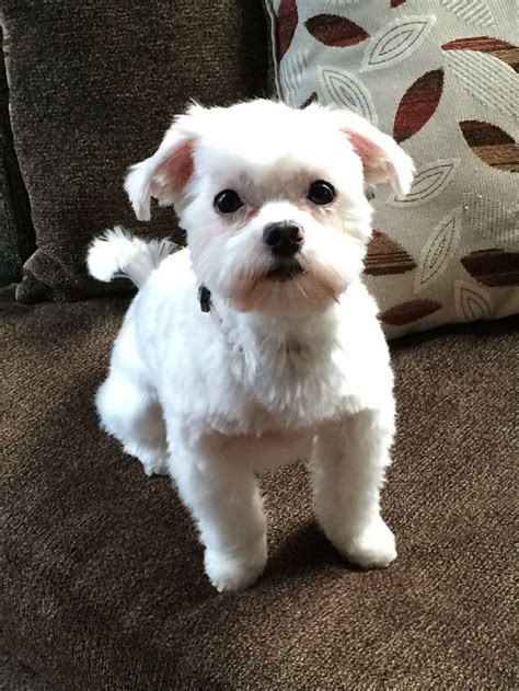 short maltipoo haircuts - Google Search in 2020 | Hairstyles with bangs ...