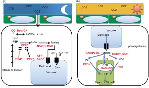 Carbon fixation metabolism pathways of crassulacean acid metabolism... | Download Scientific Diagram