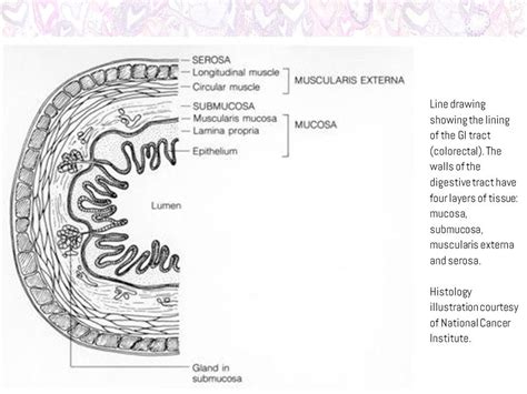 A Histology Tour of the GI Tract- The Colon, Rectum and Anus