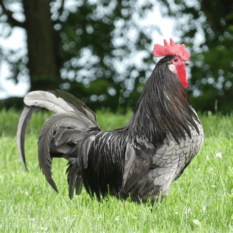 Breed Spotlight: Blue Andalusian | Meyer Hatchery Blog