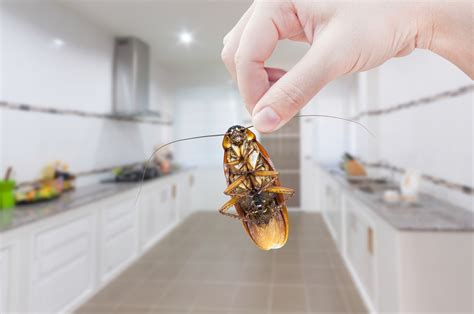 How Long Does It Take For a Cockroach to Reproduce?