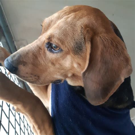 Lucky - Large Male Beagle x Bloodhound Mix Dog in VIC - PetRescue