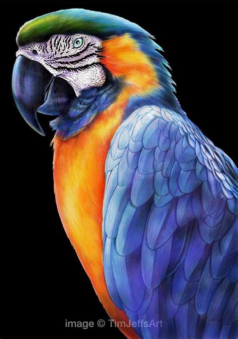 Macaw 2 Colored Pencil Drawing | Parrot painting, Parrot drawing, Colorful drawings