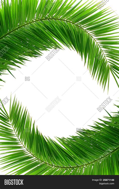 Artistic Green Palm Image & Photo (Free Trial) | Bigstock