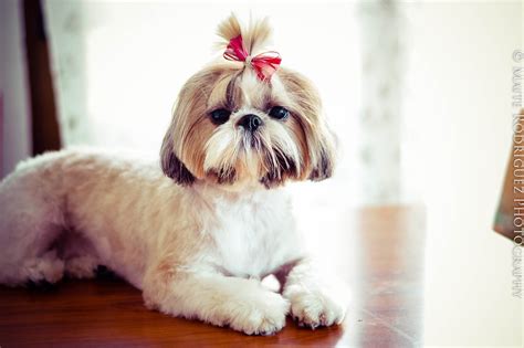 Cuidados del pelo del Shih-Tzu - Perros y astrologia